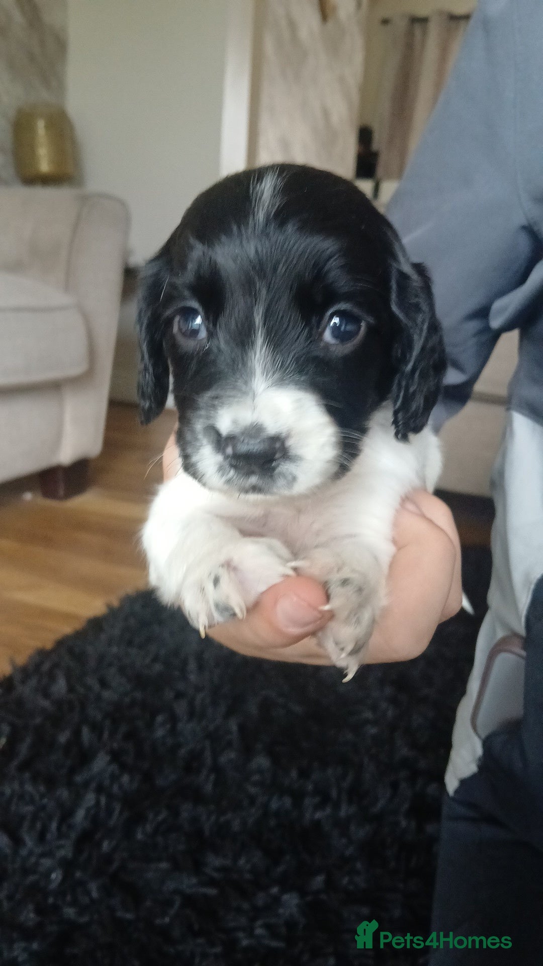 Sprocker dogs for sale: Beautiful litter of sprocker puppies - Image 23