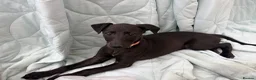 Whippet dogs for sale: Stunning KC whippet girl puppy  - Advert 1