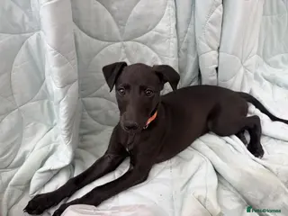 Whippet dogs Stunning KC whippet puppy - Advert 17