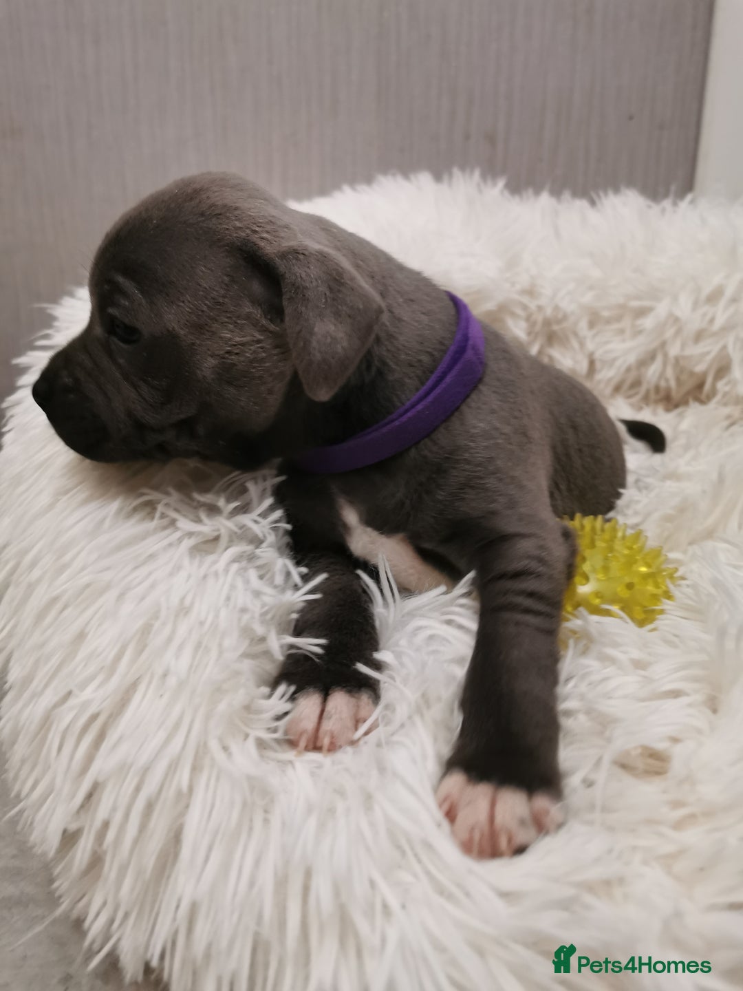Staffordshire Bull Terrier dogs for sale: Staffordshire Bull Terrier puppies for sale  - Advert 9