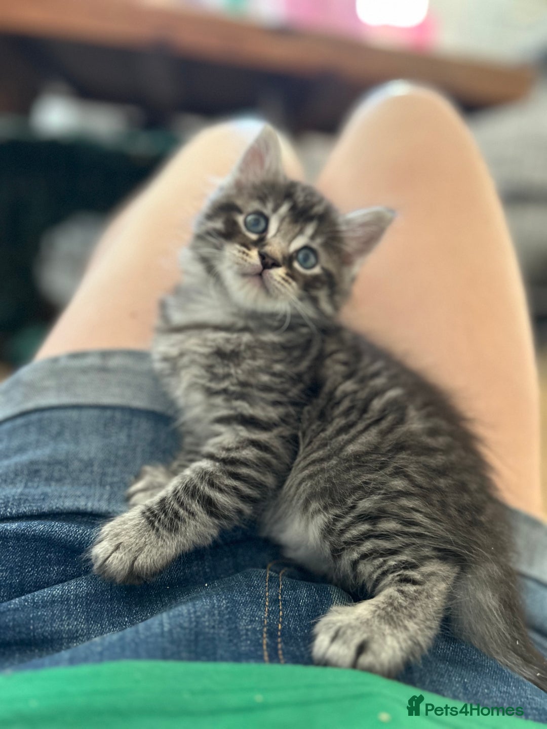 Maine Coon cats for sale: Ragcoon polydactyl kittens - Image 23