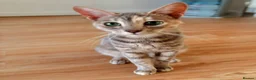 Mixed Breed cats for sale: Female Bengal X Savannah kitten very urgent - Advert 3