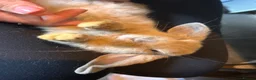 Mini Lion Lop rabbits for sale: Beautiful friendly lionlop babies - Advert 7