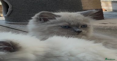 Ragdoll cats in Bordon - Advert 10