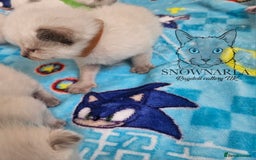 Ragdoll cats for sale: 5 Tica Boys Chocolate Point, Black Solid Mit,Blue  - Image 3