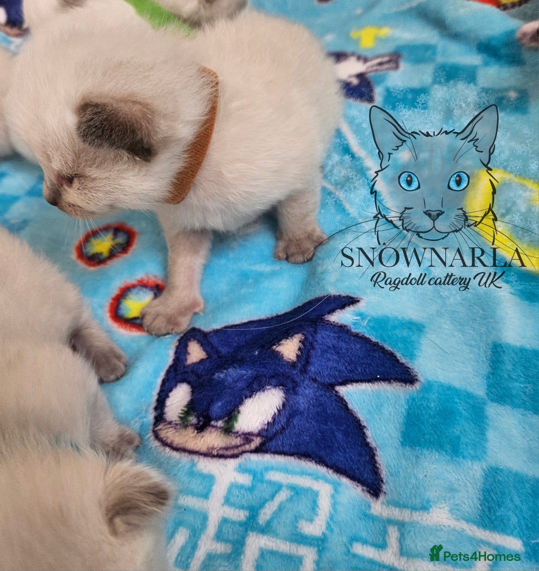 Ragdoll cats for sale: 5 Tica Boys Chocolate Point, Black Solid Mit,Blue  - Image 3