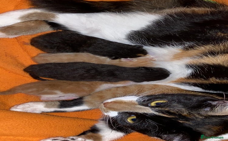 Mixed Breed cats - Advert 6