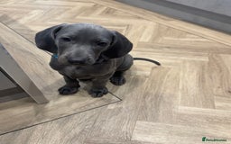 Weimaraner dogs for sale: 🐾 KC Weimaraners, ready now 🐾  - Advert 22