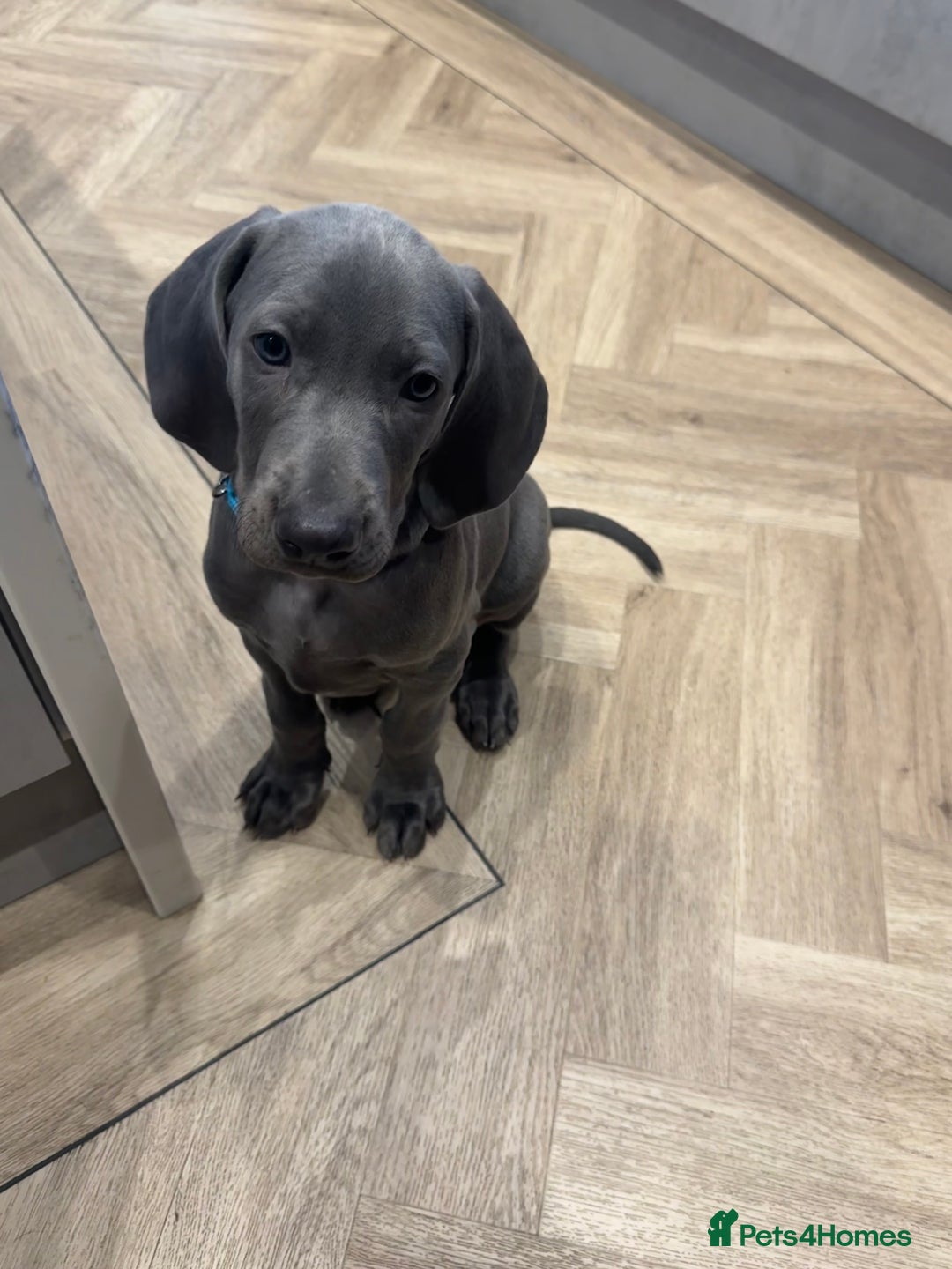 Weimaraner dogs for sale: 🐾 KC Weimaraners, ready now 🐾  - Advert 22