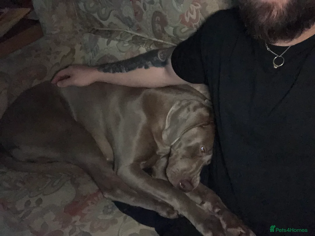 Weimaraner dogs for sale: Hallie  - Advert 2