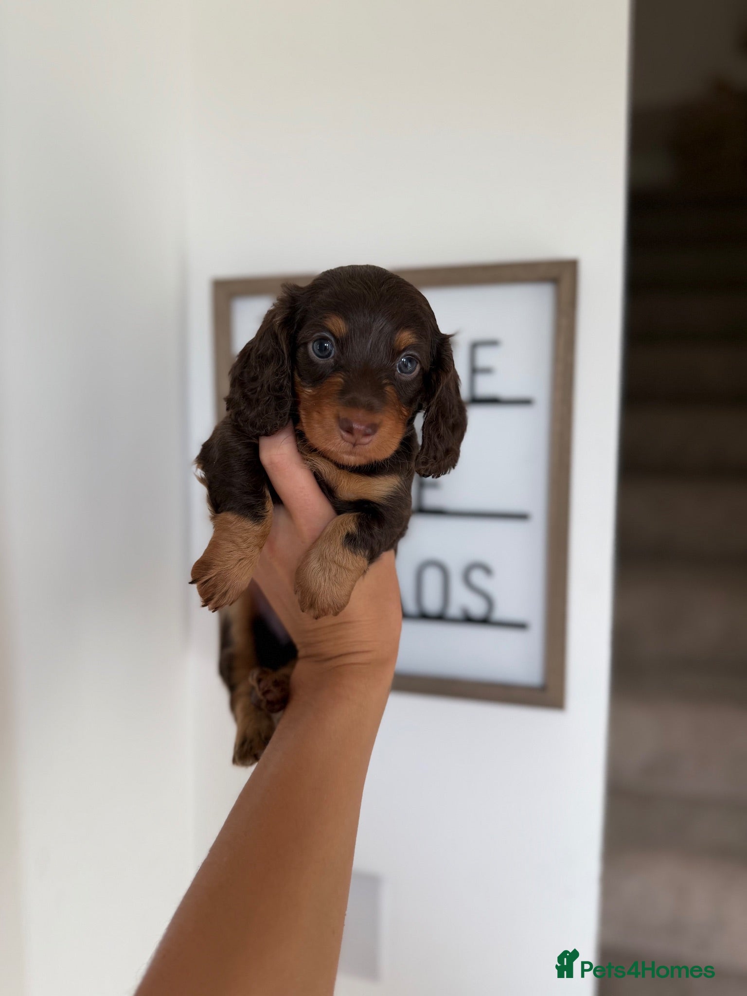 Miniature Dachshund dogs Stunning 5 ⭐️ long-haired miniature dachshunds - Advert 1