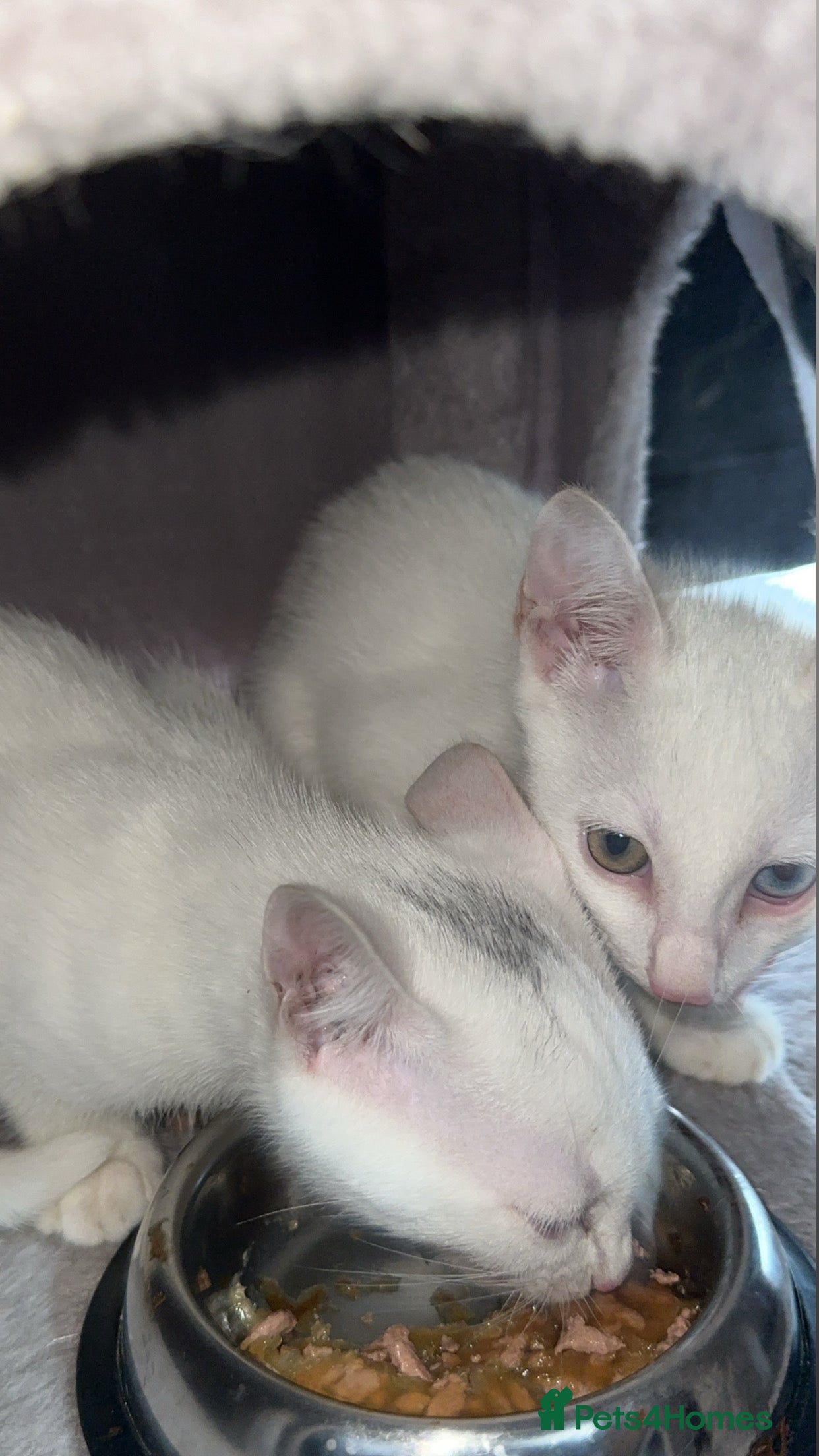 Mixed Breed cats Stunning Kittens 🐱😍 - Advert 4