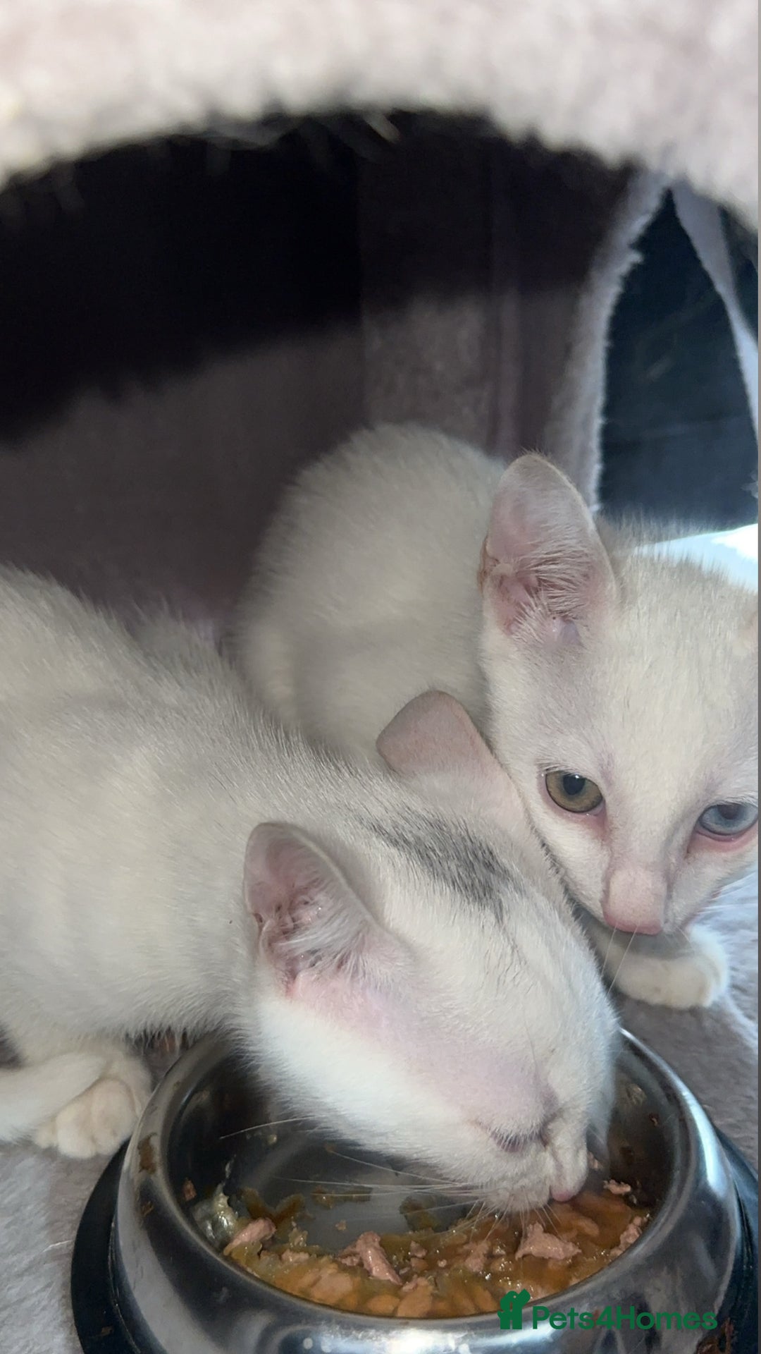 Mixed Breed cats for sale: Rare eyed kittens💚🩵🐱 - Advert 1