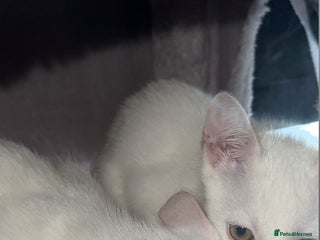Mixed Breed cats Rare eyed kittens💚🩵🐱 - Advert 1