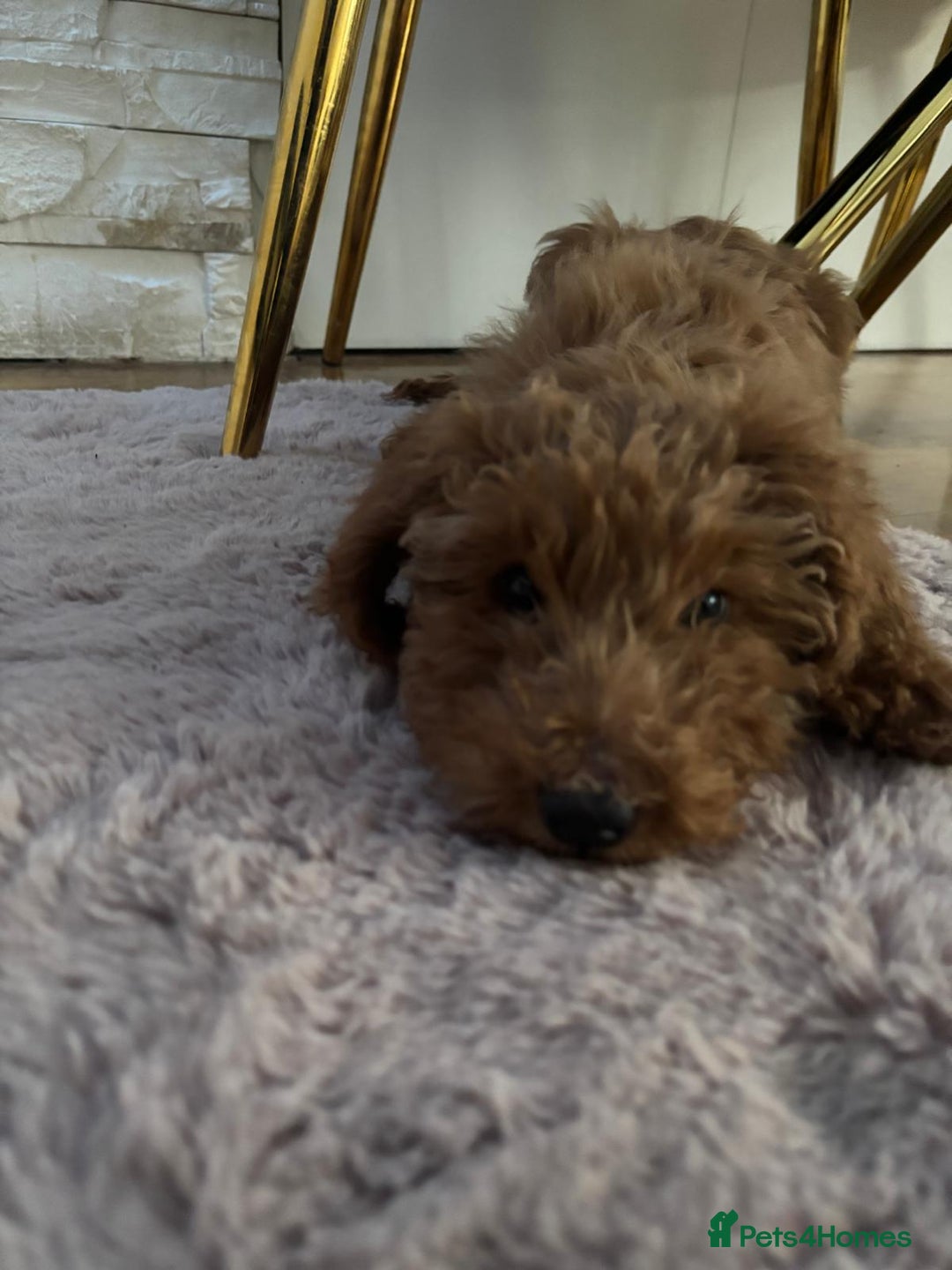 Goldendoodle dogs for sale: F1Goldendoodel puppies now ready for new home  - Advert 3