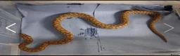Mixed Breed reptiles for sale: Snake/dragon/frog - Advert 5