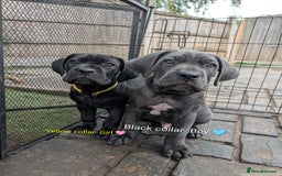 Cane Corso dogs for sale: Cane corso puppies.. - Image 7