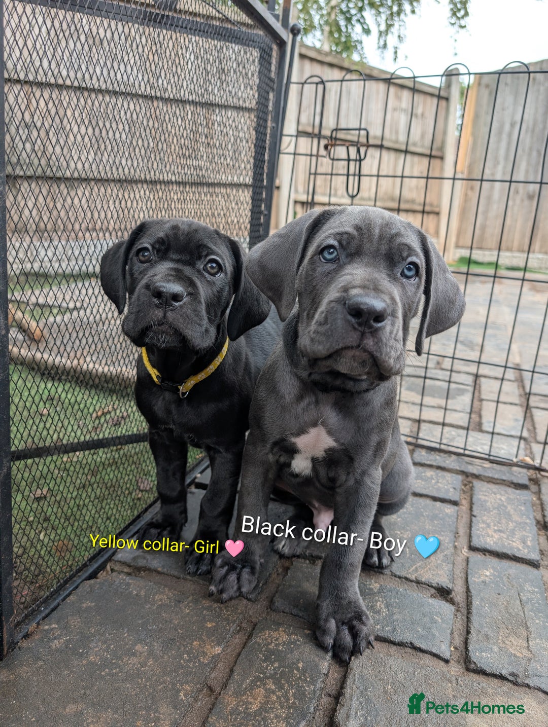 Cane Corso dogs for sale: Cane corso puppies.. - Image 7