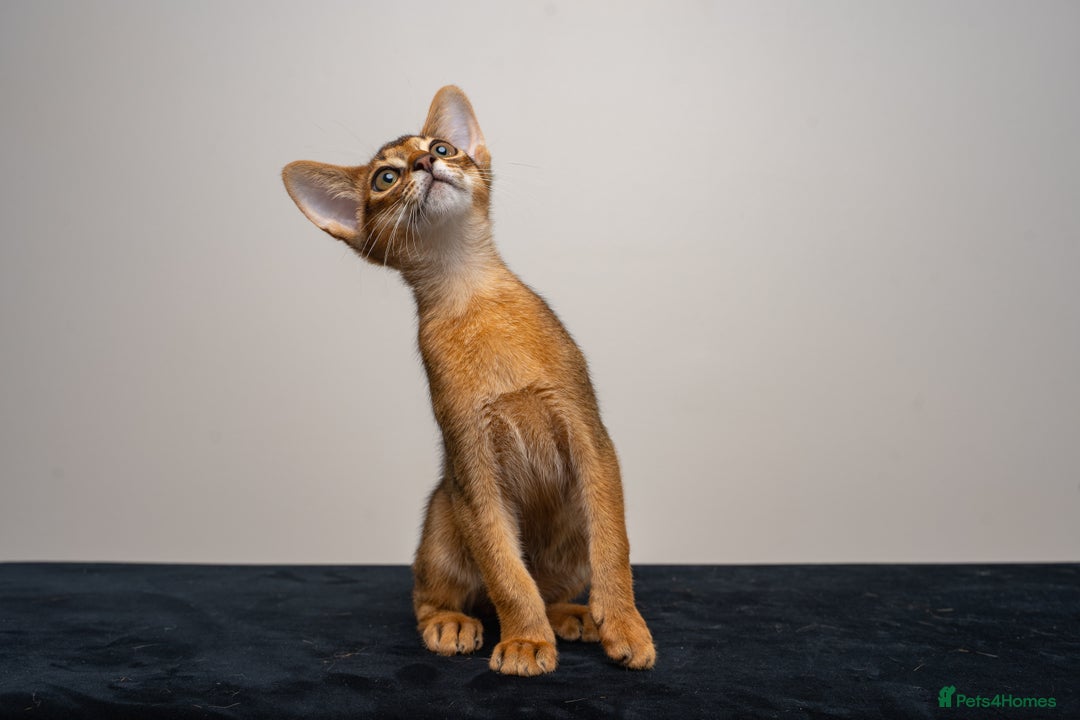 Abyssinian cats for sale:  Champions  Line Romeo-TICA reg. Abyssinian Beauty - Image 6