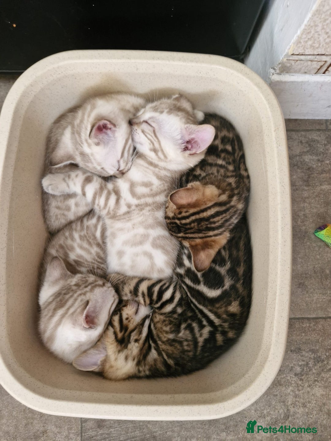 Bengal cats for sale: 5 Bengal kittens , 2 boys and 3 girls  - Image 2