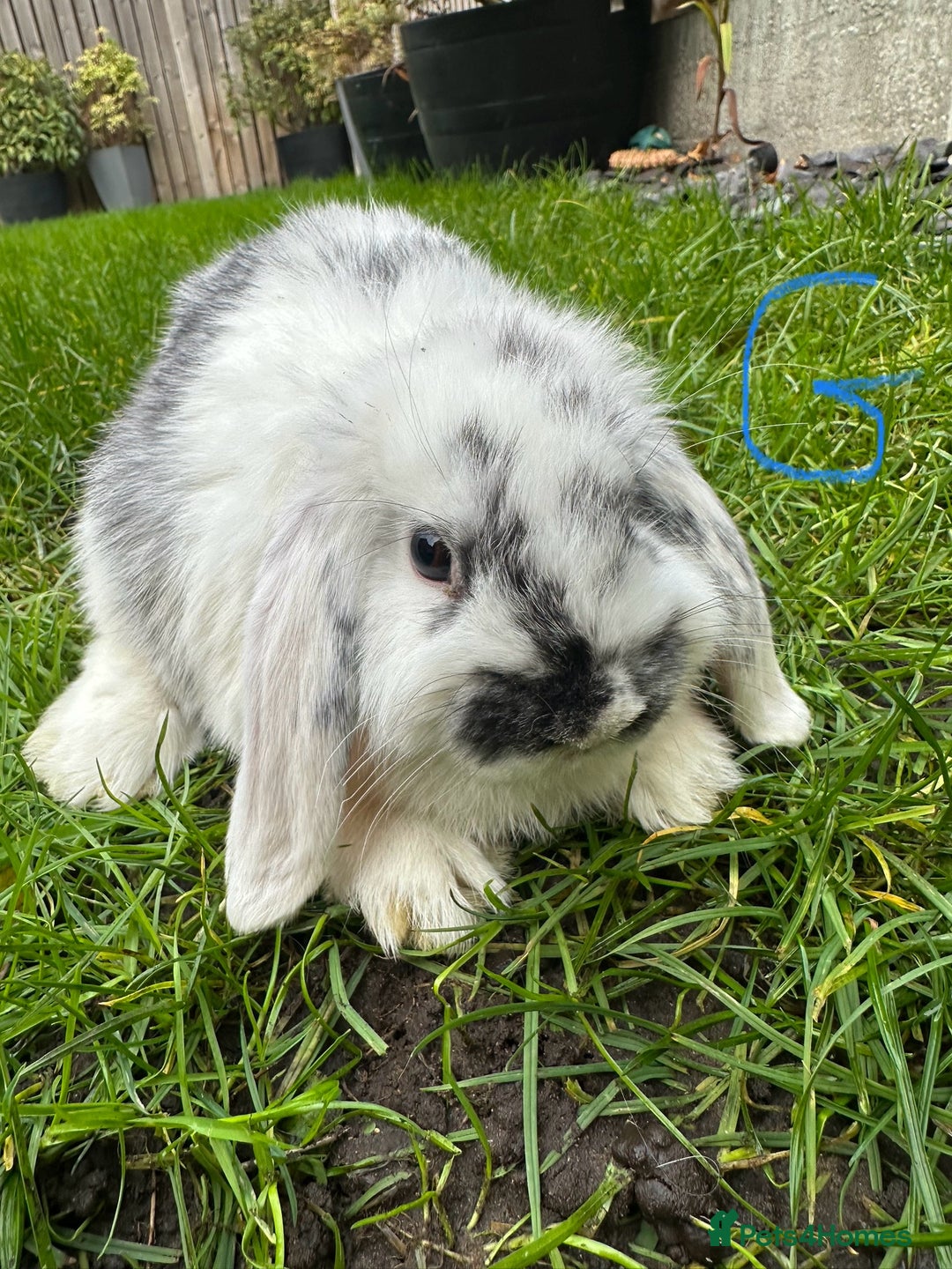 Mini Lop rabbits for sale: Mini Lop Rabbits For Sale  - Advert 3