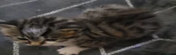 Mixed Breed cats for sale: Gorgeous bengal cross kittens. - Advert 2