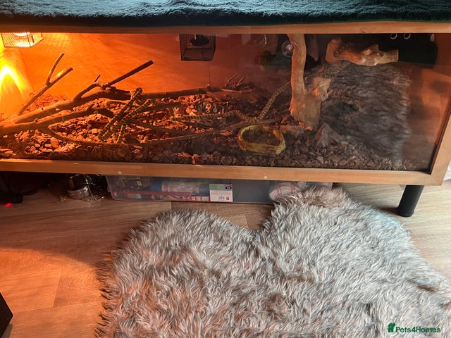 Royal Python + setup for sale in Pontypool | Pets4Homes