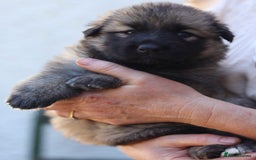 German Shepherd dogs for sale: Adorable GSD pups, straight back line, KC reg - Image 7