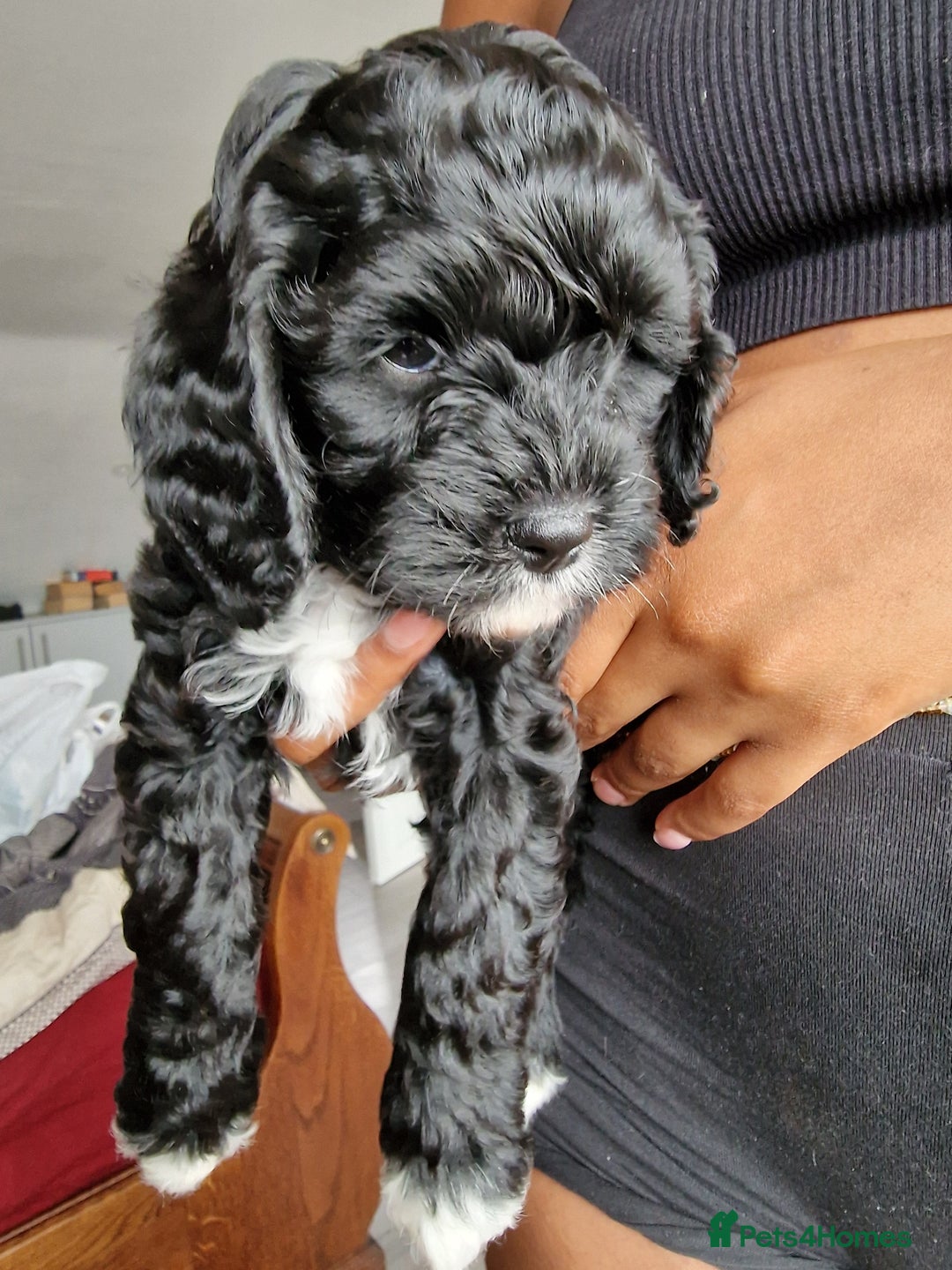 Cavapoo dogs for sale: Adorable Healthy Cavapoo Puppies  - Image 18