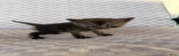 Mixed Breed cats for sale: Grey smoke tabby kitten - Advert 10