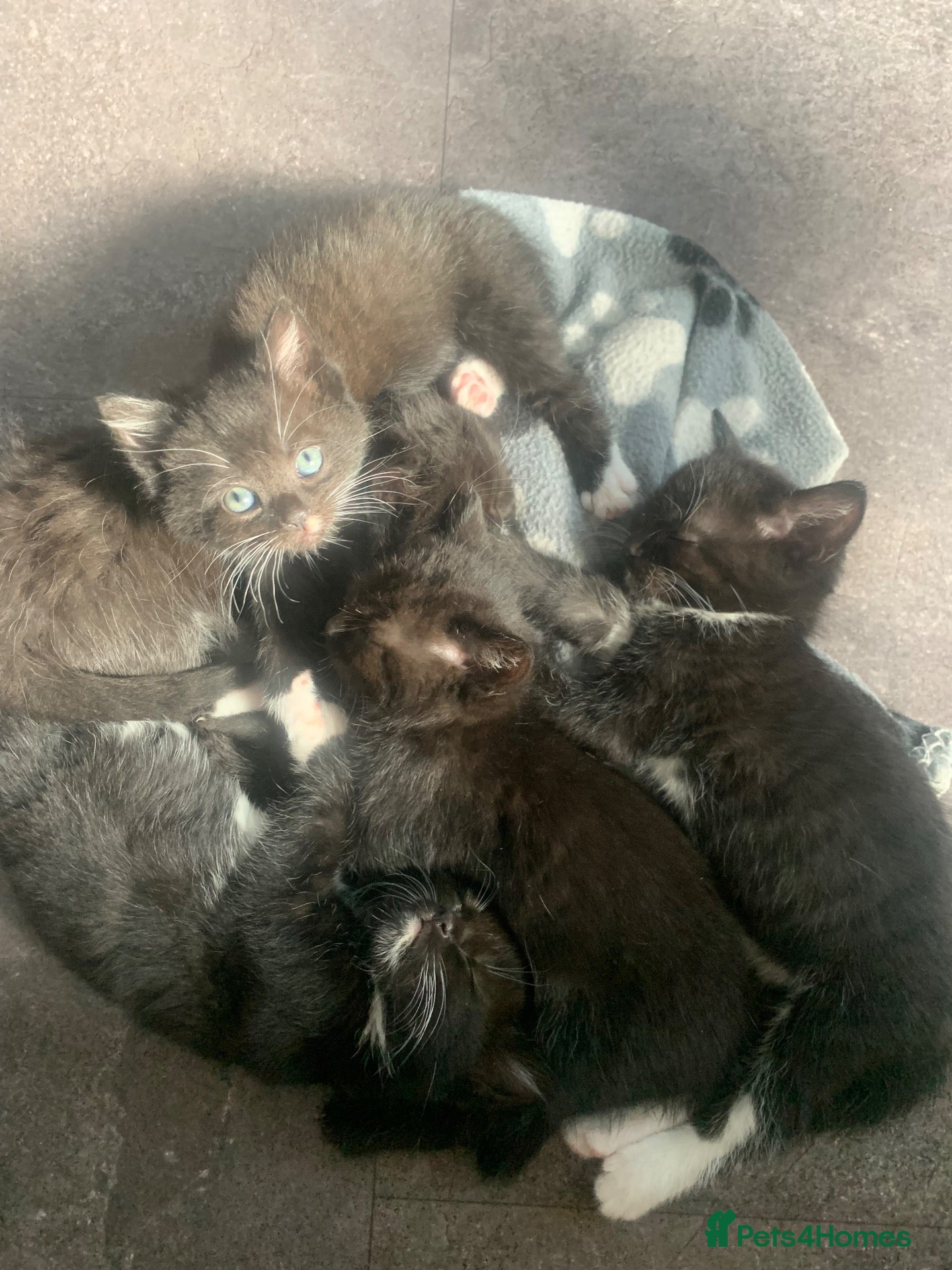 Mixed Breed cats 7 black & white kittens ready for forever homes!  - Advert 16