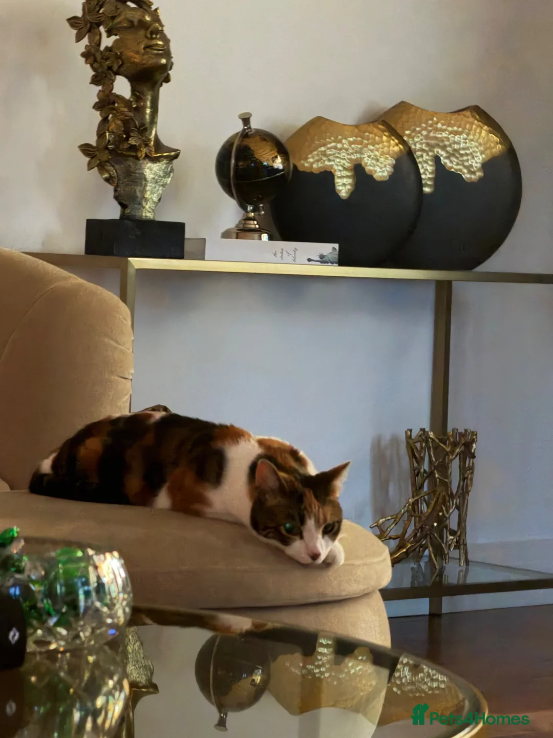Domestic Shorthair cats for sale: Myla  - Advert 2