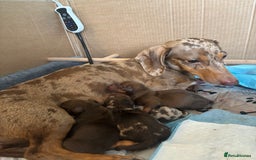 Miniature Dachshund dogs for sale: Miniature dachshund  - Image 14