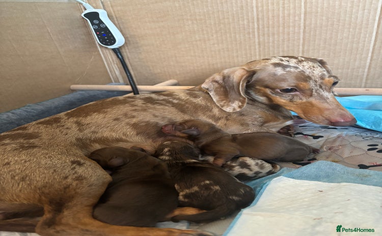 Miniature Dachshund dogs - Advert 11