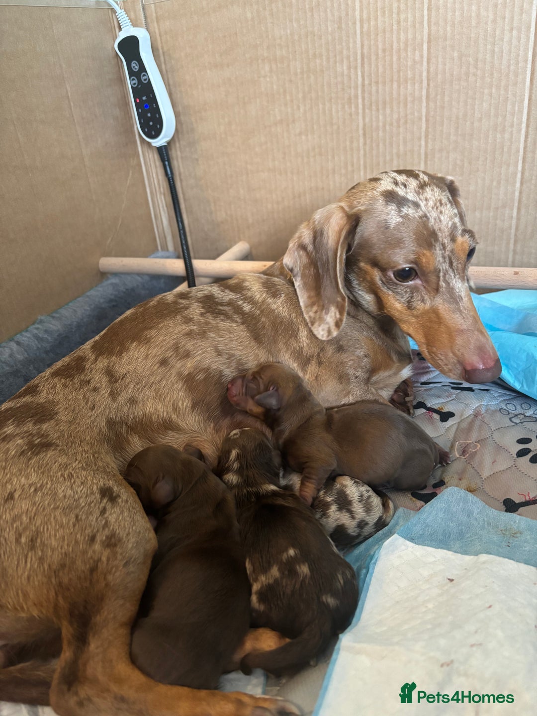Miniature Dachshund dogs for sale: Miniature dachshund  - Image 14