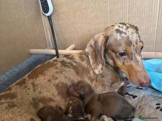 Miniature Dachshund dogs - Advert 15