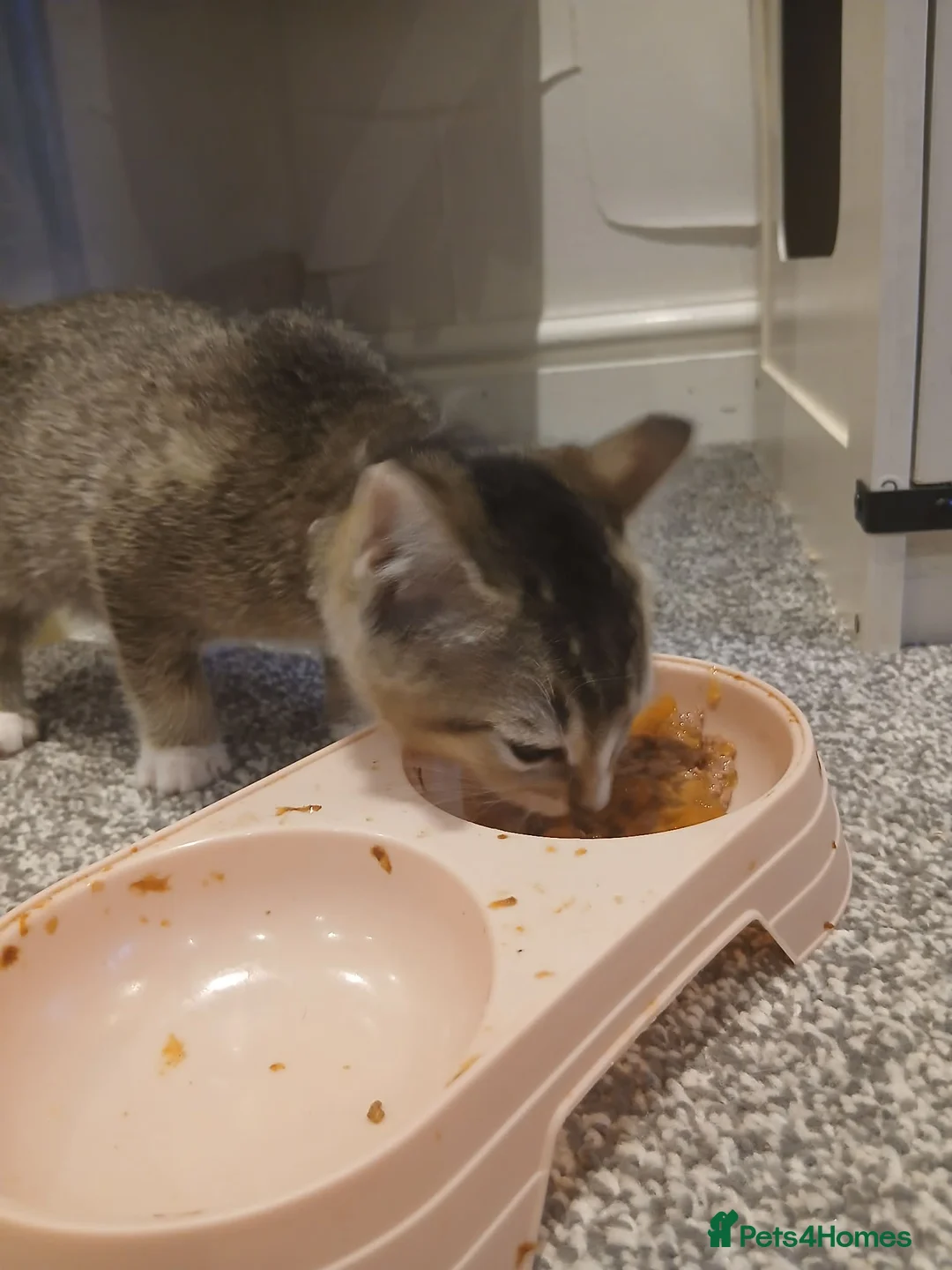 British Shorthair cats for sale: Kittens - Advert 15