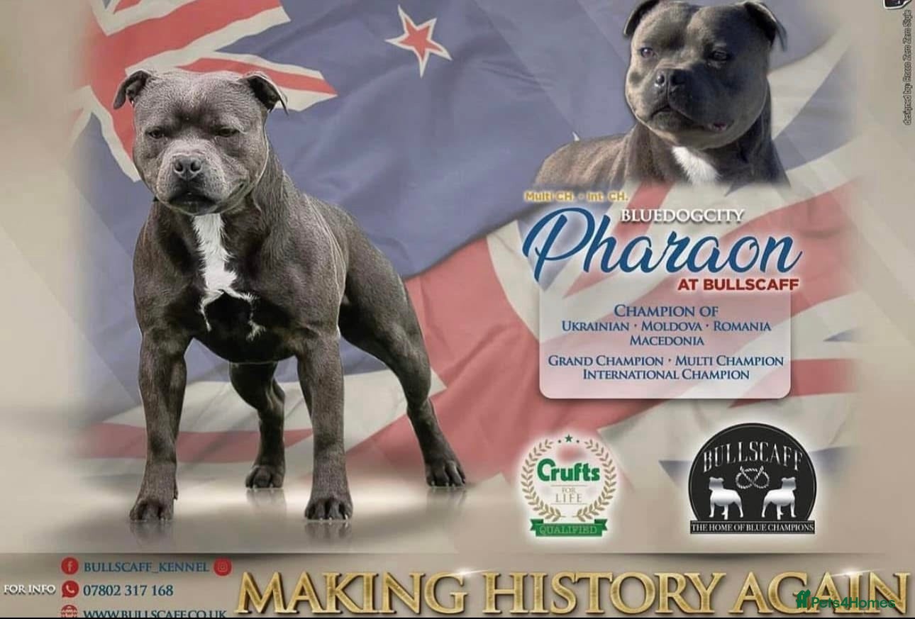 Staffordshire Bull Terrier dogs KC Staffordshire bull terrier Pharaon puppies  - Advert 1
