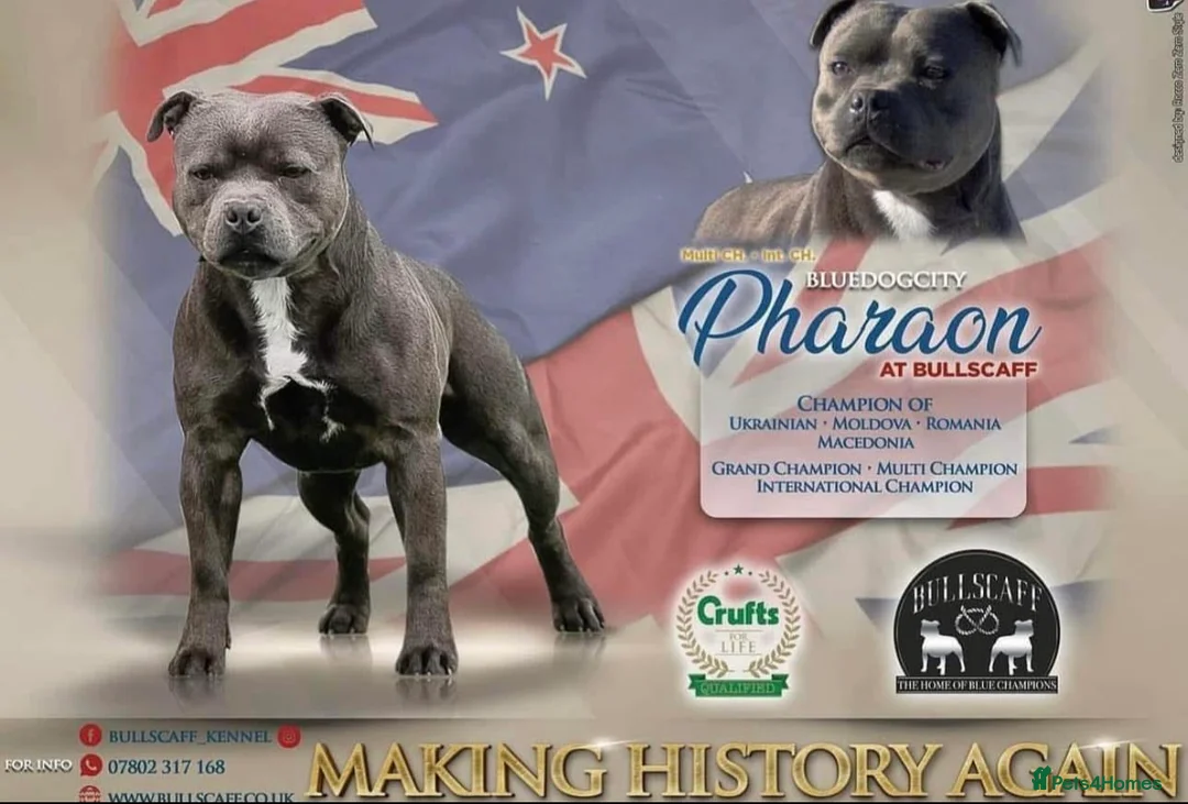 Staffordshire Bull Terrier dogs for sale: KC Staffordshire bull terrier Pharaon puppies  - Advert 1