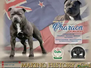 Staffordshire Bull Terrier dogs KC Staffordshire bull terrier Pharaon puppies - Advert 4