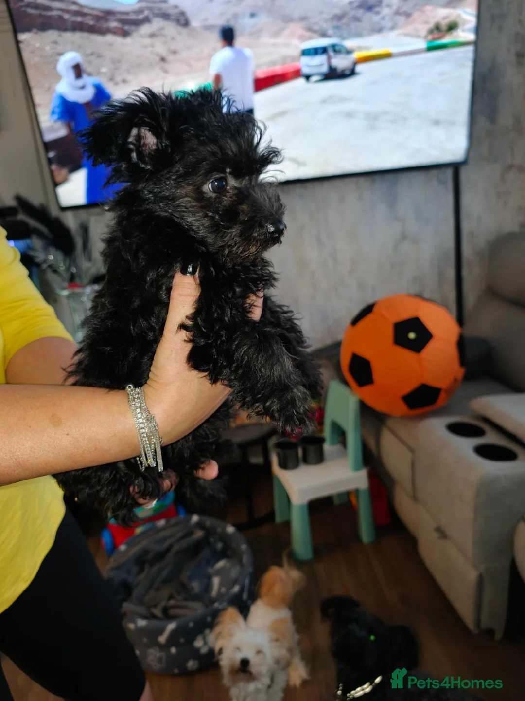 Yorkshire Terrier dogs for sale: Puppy Yorkshire terrier  - Advert 10