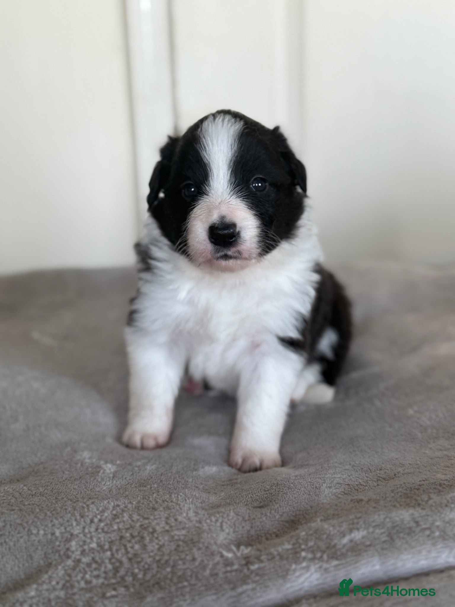 Border Collie dogs Beautiful border collie puppies - Advert 14