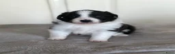 Border Collie dogs for sale: Beautiful border collie puppies - Advert 1