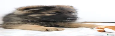 German Shepherd 2