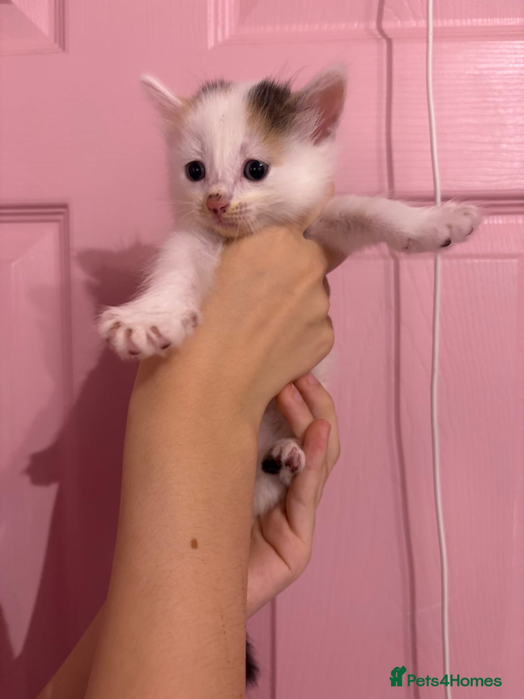 Bengal cats for sale: Bengal mix   in Manchester - Image 17