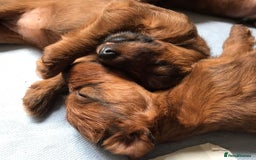 Irish Terrier dogs for sale: Male Irish Terrier Puppies - Image 9