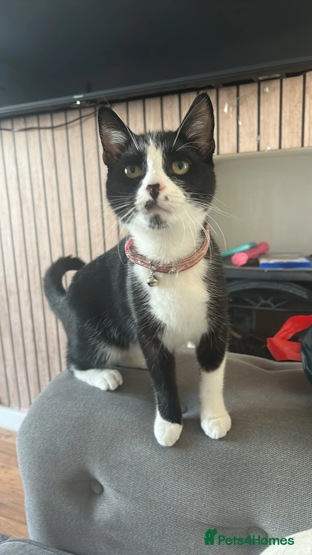 Mixed Breed cats for sale: 2 male kittens  - Advert 1