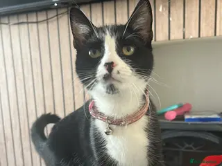 Mixed Breed cats 2 male kittens - Advert 1