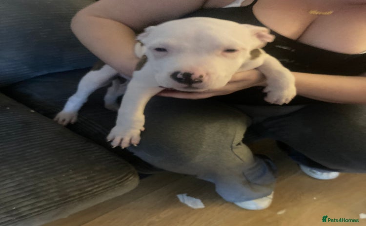 American Bulldog dogs - Advert 1