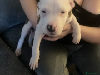American Bulldog dogs - Advert 11